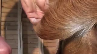 Пидор трахает теленка в попку